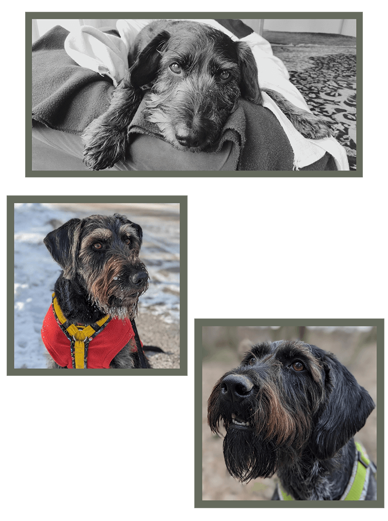 hundetrainerin Kremstal Gmunden