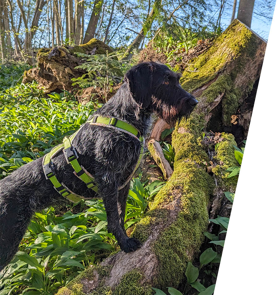Hundetraining im Salzkammergut